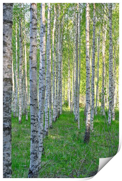 white tree trunks of birchs in Kumla Sweden Print by Jonas Rönnbro