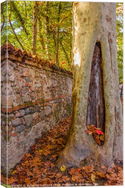 A tree  with cavity  carved by the woodpeckers Canvas Print by susanna mattioda