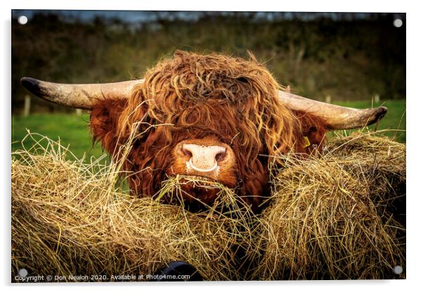 Majestic Highland Bull Grazing Acrylic by Don Nealon