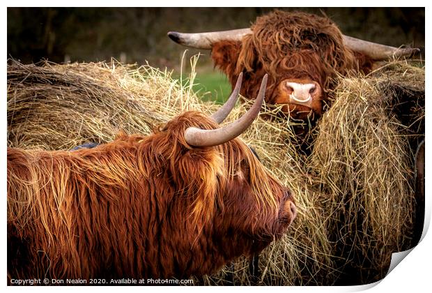 Majestic Highland Cattle Grazing Print by Don Nealon