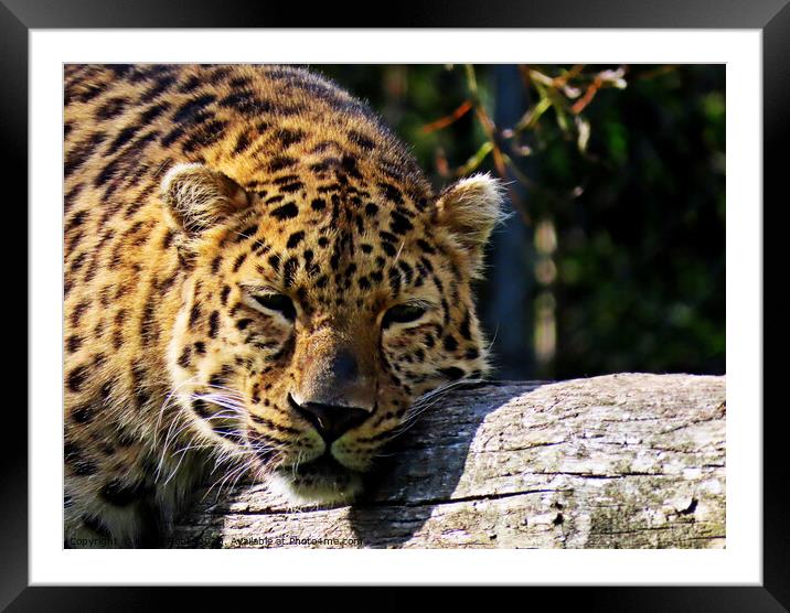 Leopard chilling in zoo in France  Framed Mounted Print by Karen Noble