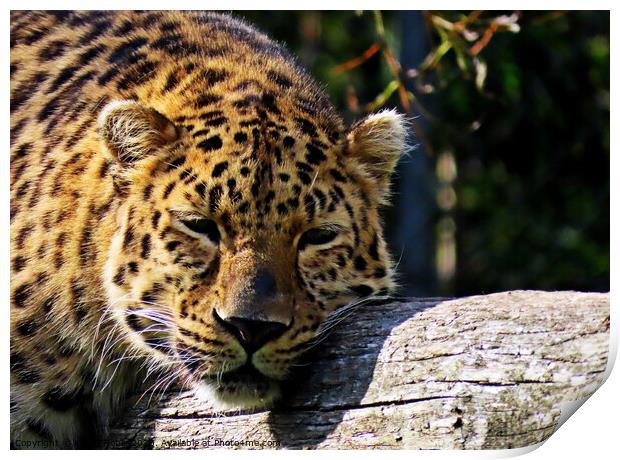 Leopard chilling in zoo in France  Print by Karen Noble