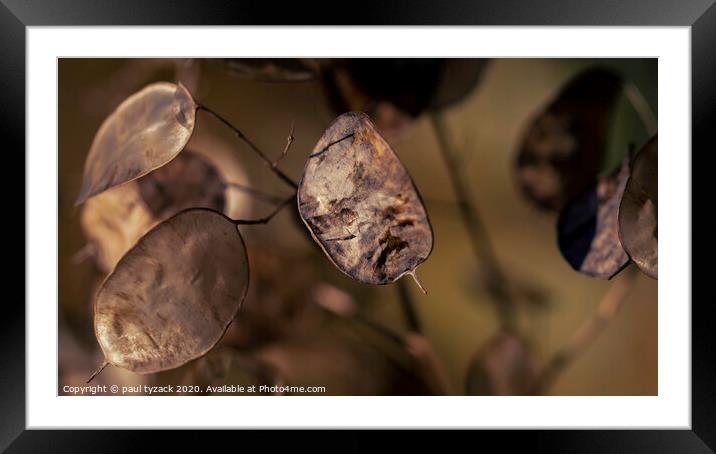 Seed pods Framed Mounted Print by Paul Tyzack