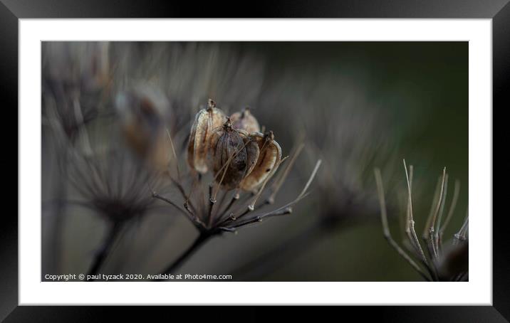 Seedpods in the sunshine Framed Mounted Print by Paul Tyzack