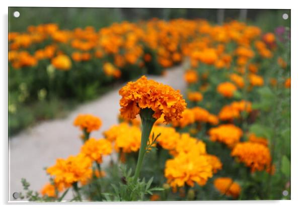 orange flowers Acrylic by Karina Osipova
