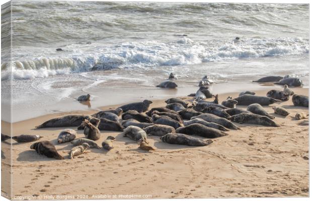 Norfolk's Charming Seals at Horsey Beach Canvas Print by Holly Burgess
