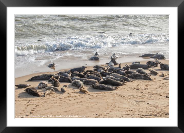 Norfolk's Charming Seals at Horsey Beach Framed Mounted Print by Holly Burgess