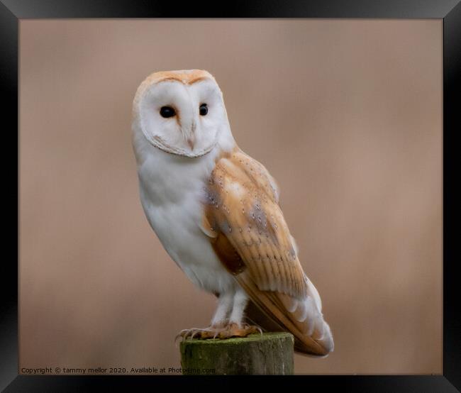 Majestic Barn Owl Framed Print by tammy mellor