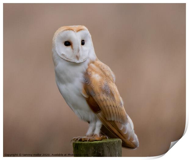Majestic Barn Owl Print by tammy mellor