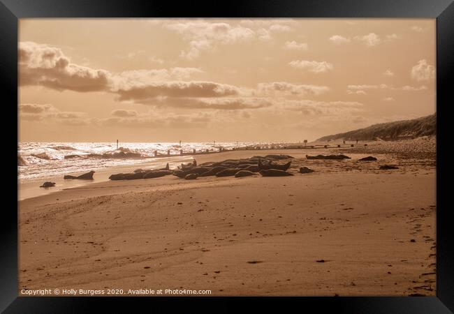 Horsey beach where the seals breed Framed Print by Holly Burgess