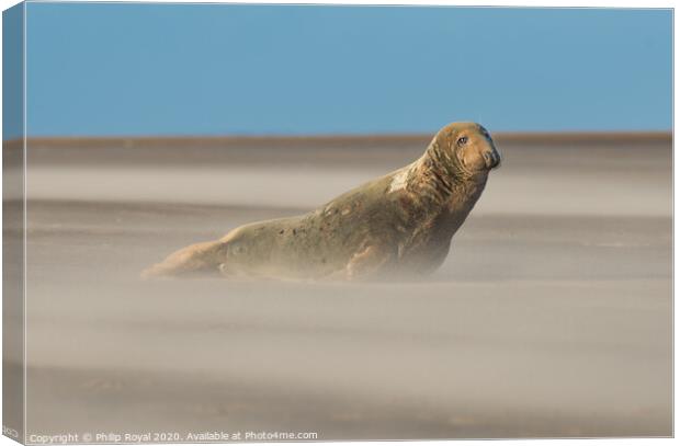 Alert Grey Seal in Drifting Sand Canvas Print by Philip Royal