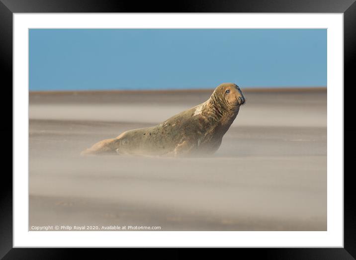 Alert Grey Seal in Drifting Sand Framed Mounted Print by Philip Royal