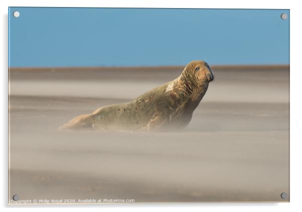 Alert Grey Seal in Drifting Sand Acrylic by Philip Royal