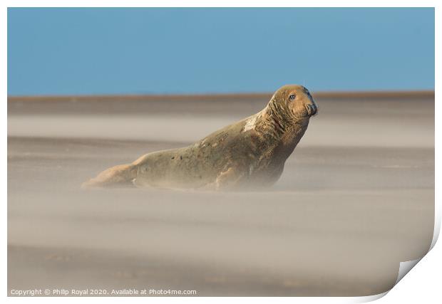 Alert Grey Seal in Drifting Sand Print by Philip Royal