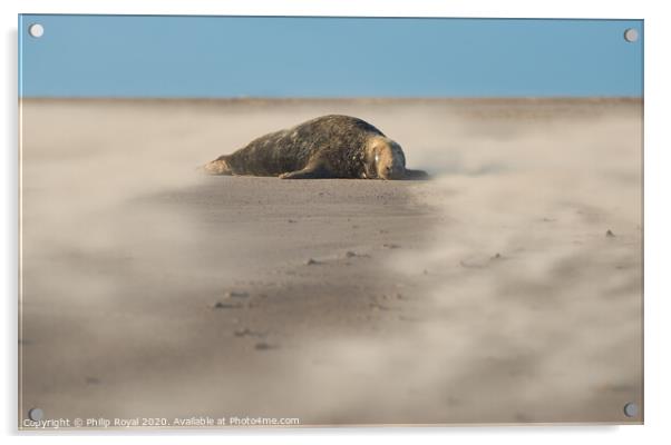 Grey Seal surrounded by Drifting Sand Acrylic by Philip Royal