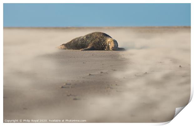 Grey Seal surrounded by Drifting Sand Print by Philip Royal