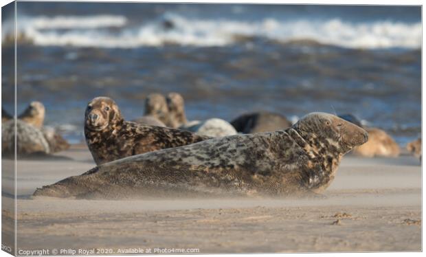 Grey Seal group in Drifting Sand Canvas Print by Philip Royal