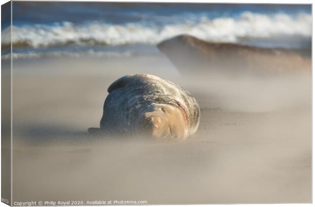 Grey Seal asleep in Drifting Sand Canvas Print by Philip Royal
