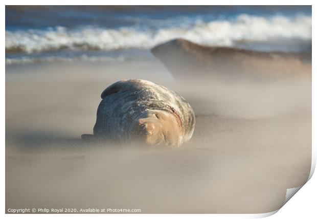 Grey Seal asleep in Drifting Sand Print by Philip Royal