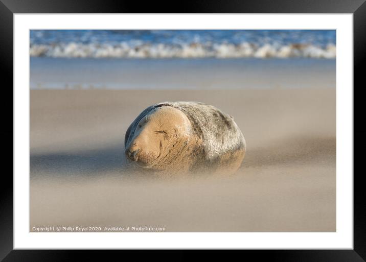 Sleeping Grey Seal in Drifting Sand Framed Mounted Print by Philip Royal