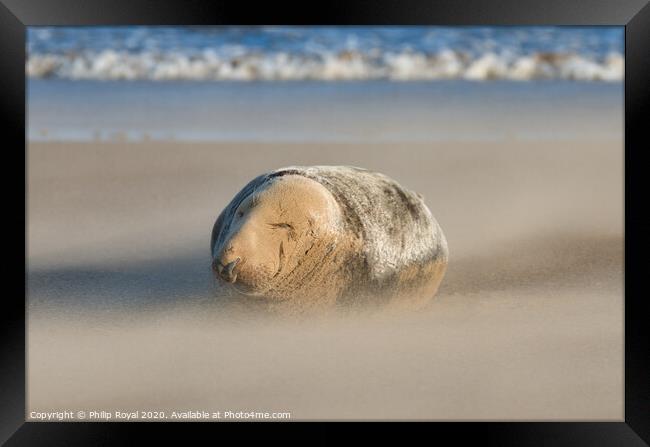 Sleeping Grey Seal in Drifting Sand Framed Print by Philip Royal