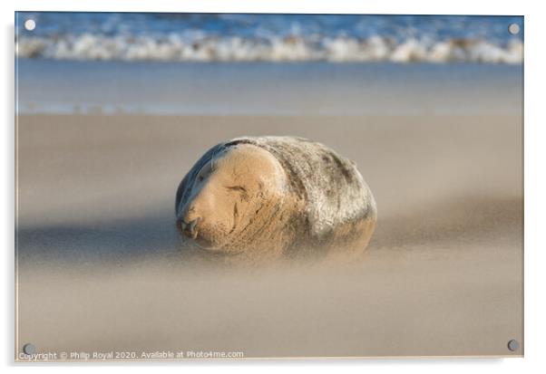 Sleeping Grey Seal in Drifting Sand Acrylic by Philip Royal