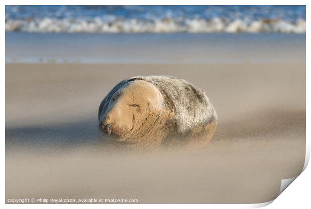 Sleeping Grey Seal in Drifting Sand Print by Philip Royal