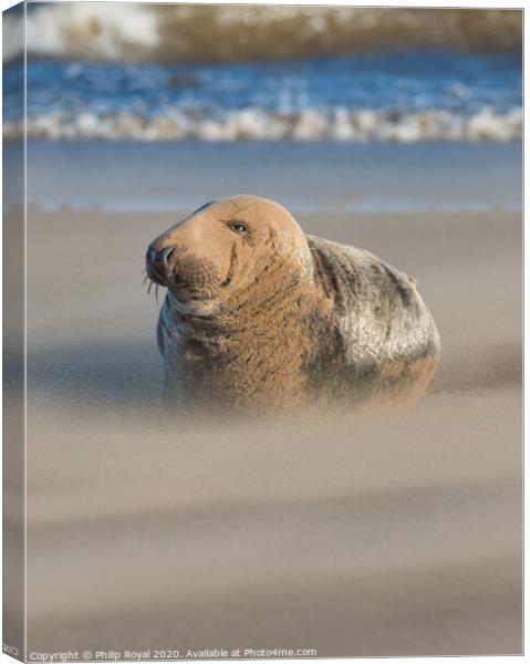 Grey Seal in Drifting Sand by the shoreline Canvas Print by Philip Royal