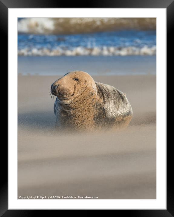 Grey Seal in Drifting Sand by the shoreline Framed Mounted Print by Philip Royal