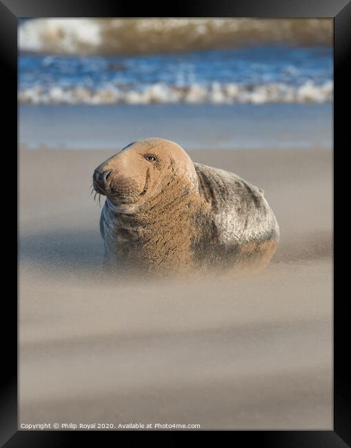 Grey Seal in Drifting Sand by the shoreline Framed Print by Philip Royal