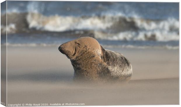 Grey Seal resting in Drifting Sand Canvas Print by Philip Royal