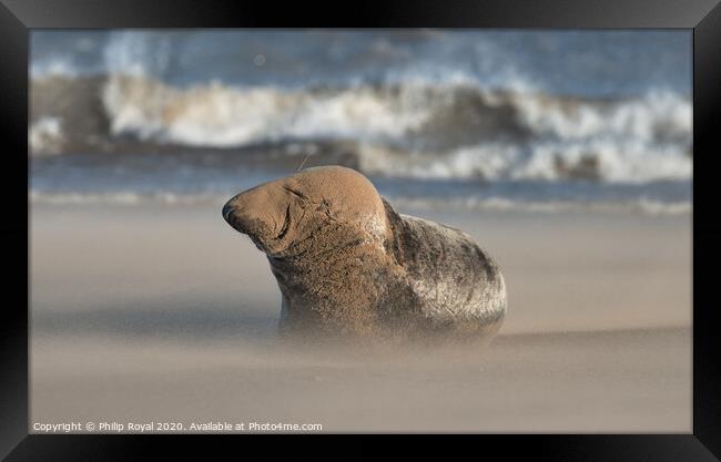 Grey Seal resting in Drifting Sand Framed Print by Philip Royal