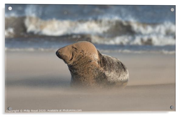 Grey Seal resting in Drifting Sand Acrylic by Philip Royal