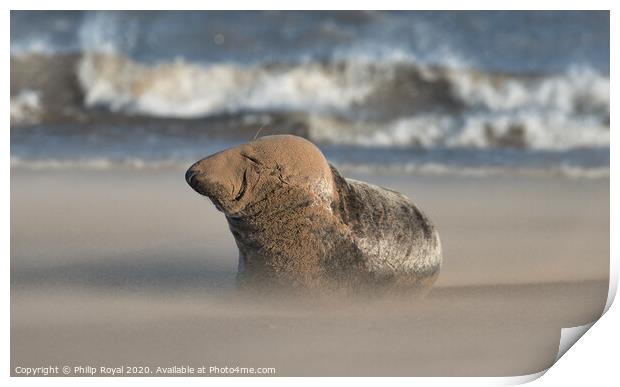 Grey Seal resting in Drifting Sand Print by Philip Royal