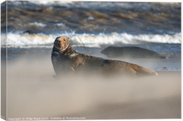 Grey Seal in Drifting Sand and waves Canvas Print by Philip Royal