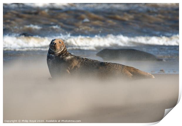 Grey Seal in Drifting Sand and waves Print by Philip Royal