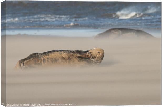Grey Seals resting in Drifting Sand Canvas Print by Philip Royal