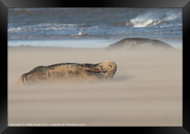 Grey Seals resting in Drifting Sand Framed Print by Philip Royal