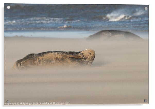 Grey Seals resting in Drifting Sand Acrylic by Philip Royal