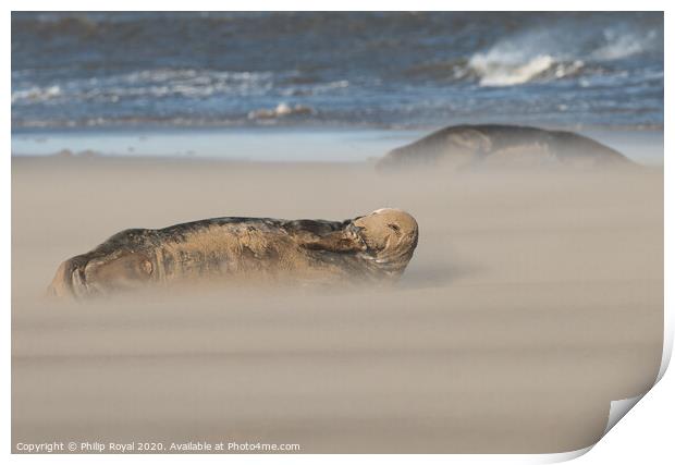 Grey Seals resting in Drifting Sand Print by Philip Royal