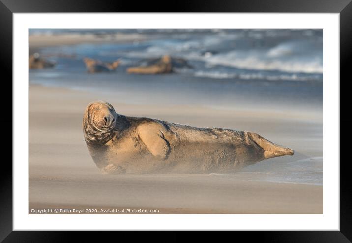 A Grey Seal (Halichoerus grypus) resting with othe Framed Mounted Print by Philip Royal