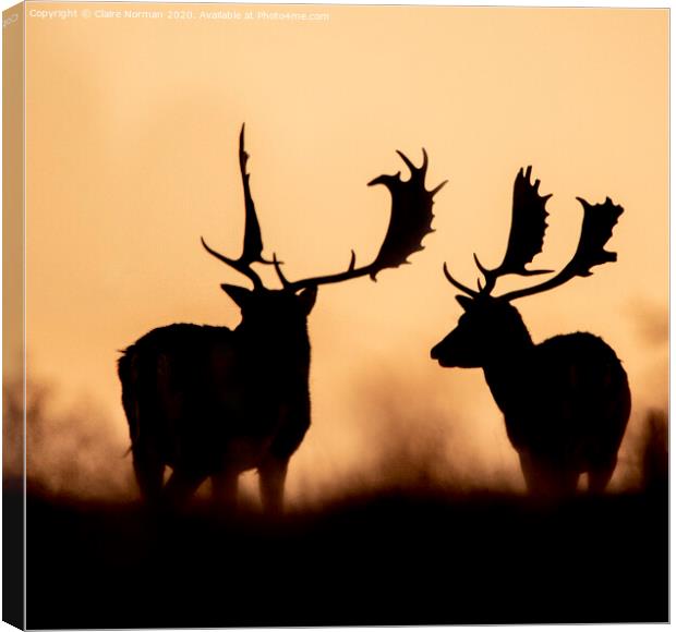 Deer at sunset Canvas Print by Claire Norman