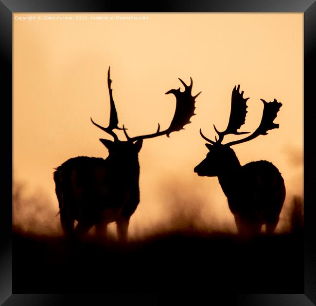 Deer at sunset Framed Print by Claire Norman