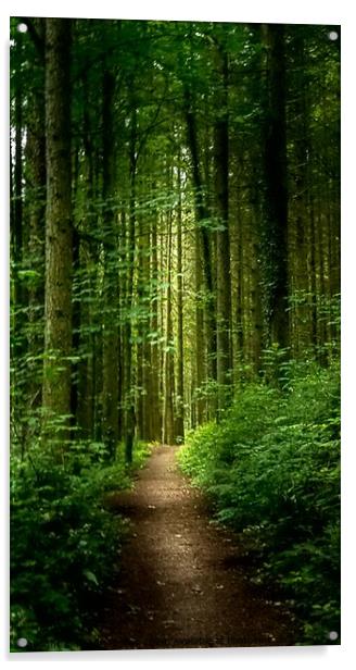 Walk towards the Light,Hean Woods Acrylic by Rhodri Phillips