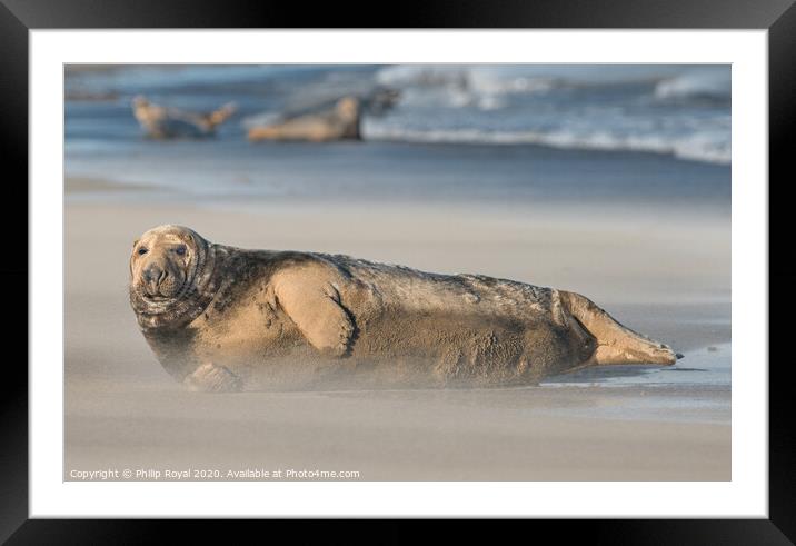 An alert Grey Seal and group in Drifting Sand Framed Mounted Print by Philip Royal