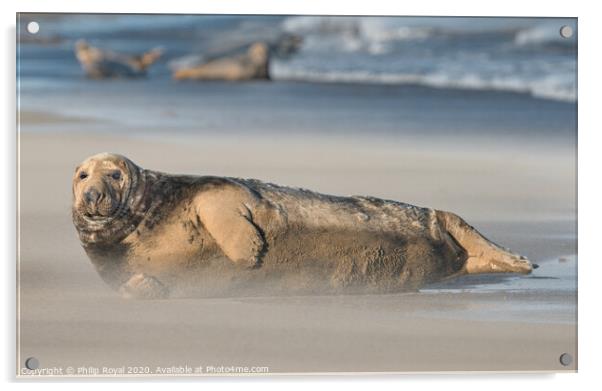 An alert Grey Seal and group in Drifting Sand Acrylic by Philip Royal