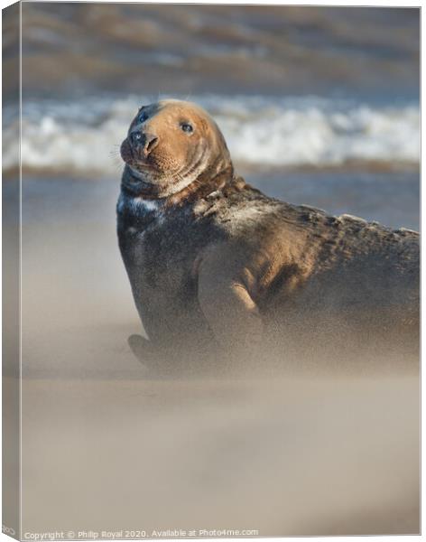 Alert Adult Grey Seal in Drifting Sand Canvas Print by Philip Royal