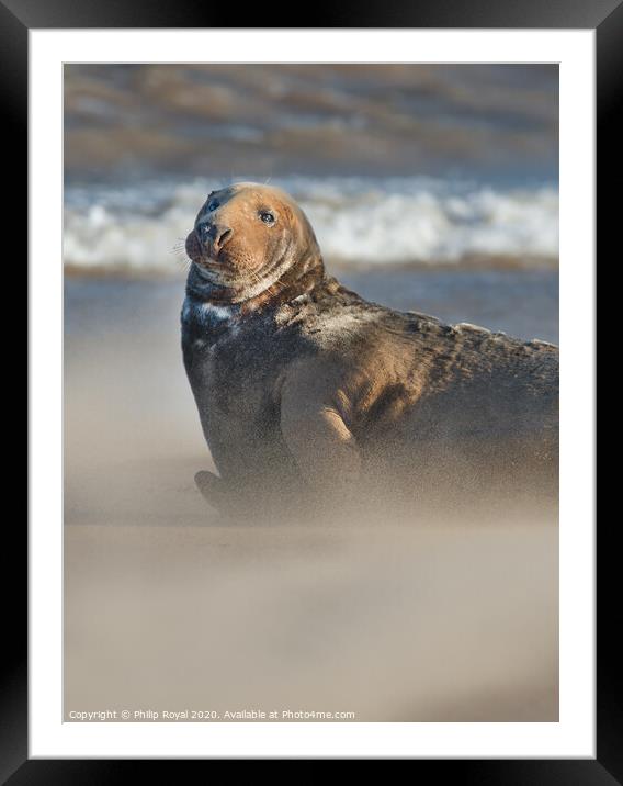 Alert Adult Grey Seal in Drifting Sand Framed Mounted Print by Philip Royal