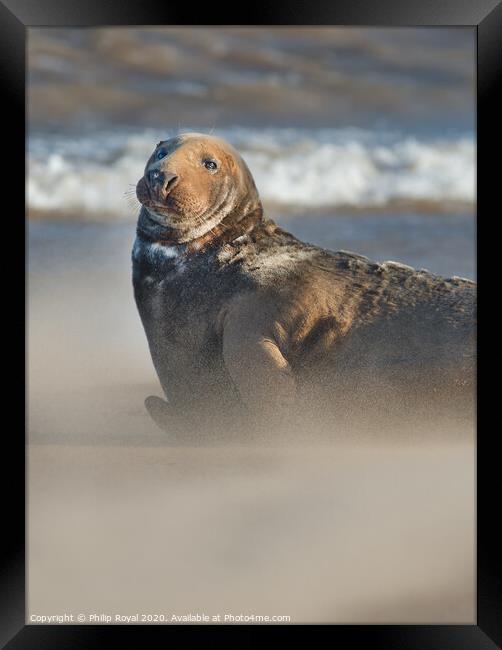 Alert Adult Grey Seal in Drifting Sand Framed Print by Philip Royal