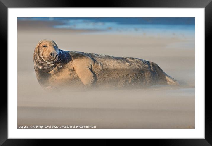 A Grey Seal in Drifting Sand with eyes closed Framed Mounted Print by Philip Royal